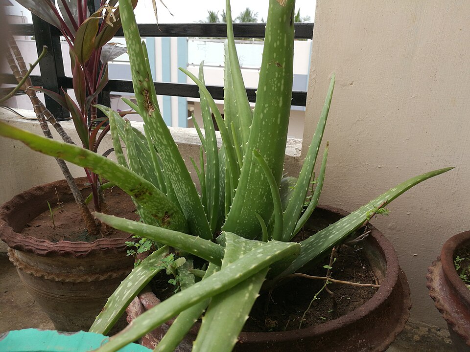 An aloe vera plant in a pot