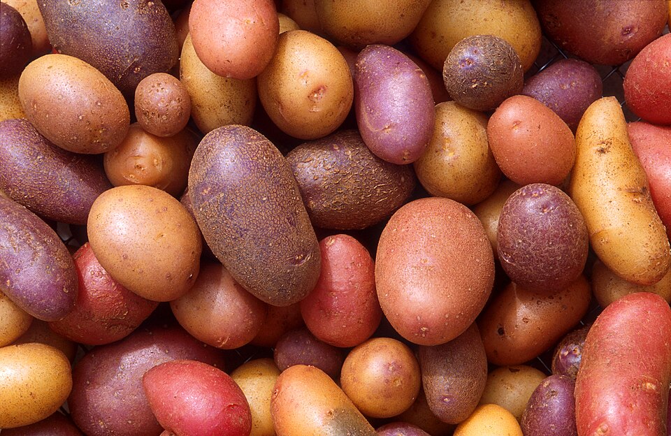 Freshly harvested potatoes