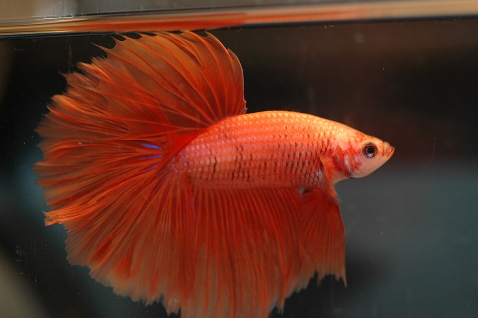 A betta fish with flowing fins
