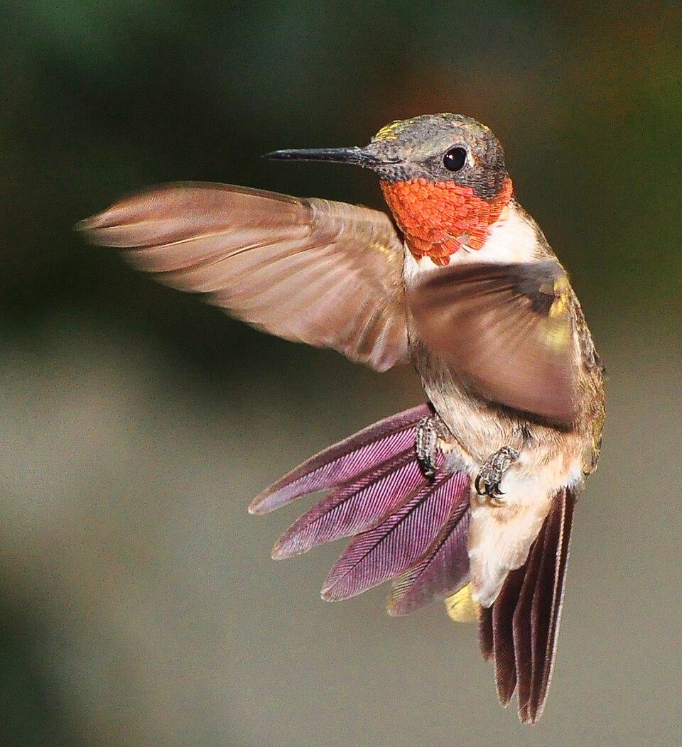 A male ruby-throated hummingbird hovering in flight