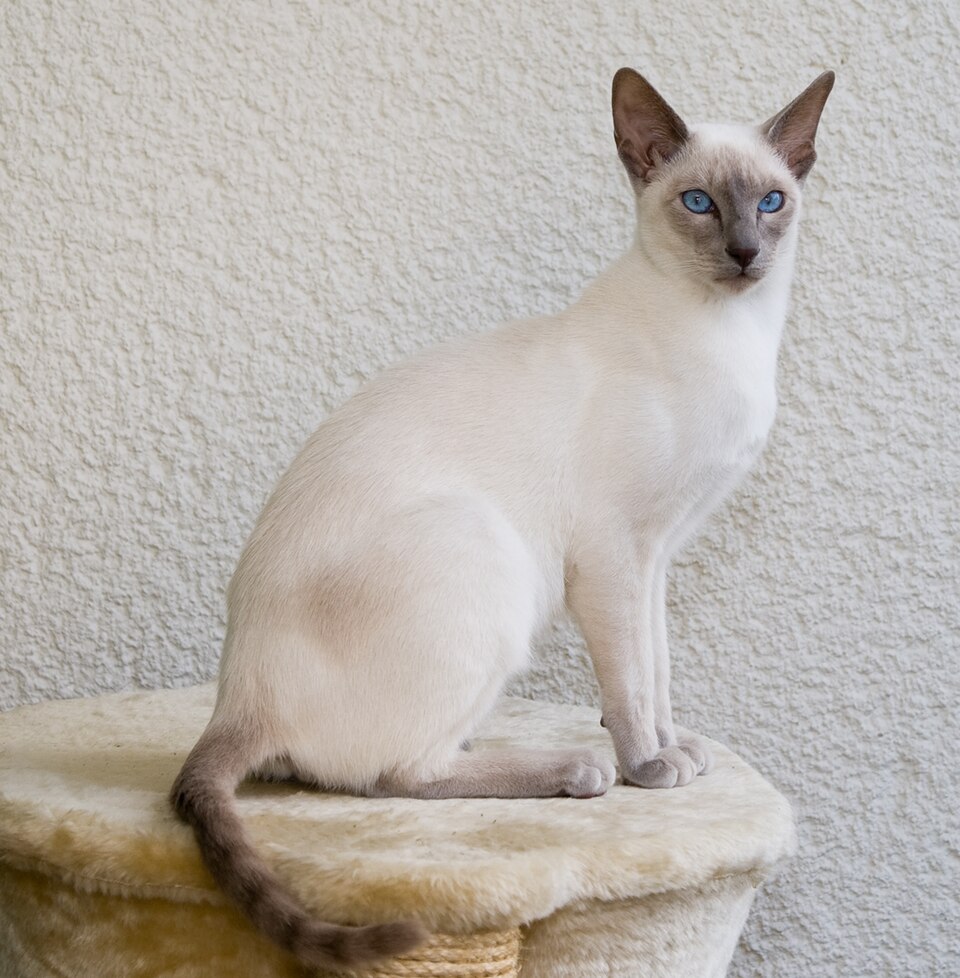A cat resting indoors