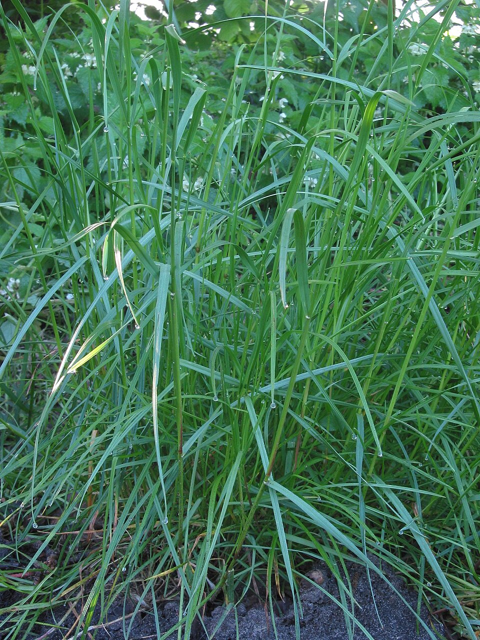 Perennial ryegrass in a lawn