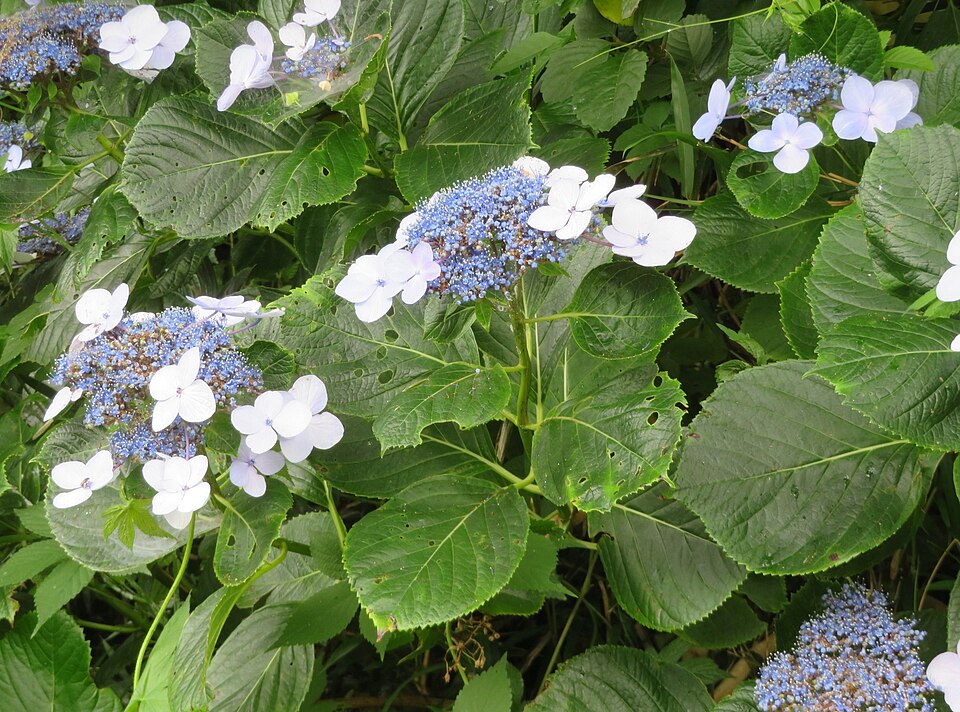 A hydrangea in full flower