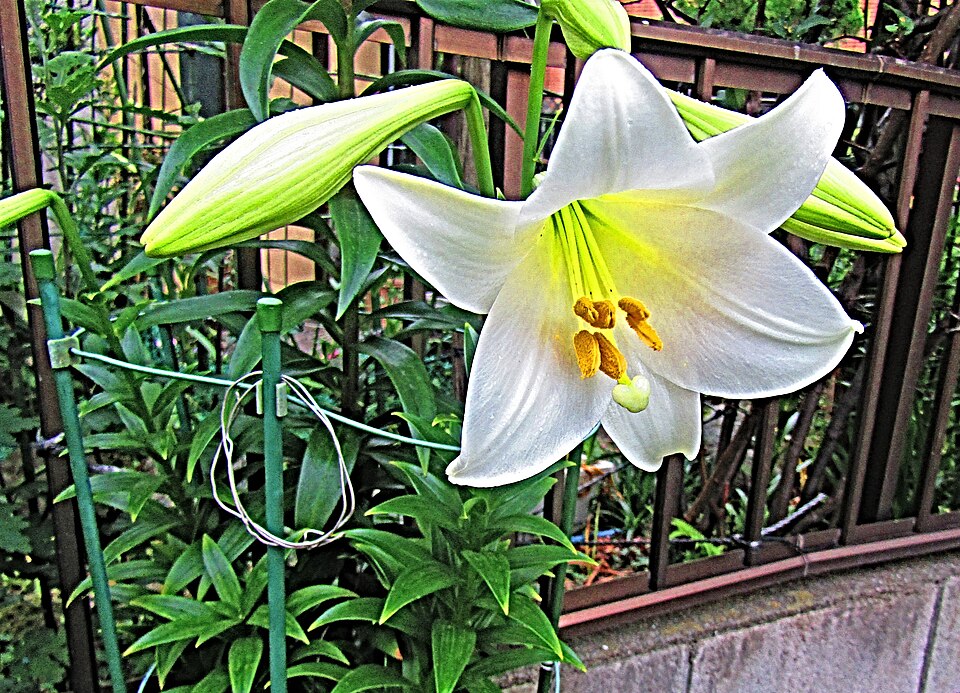 Fiore di giglio bianco