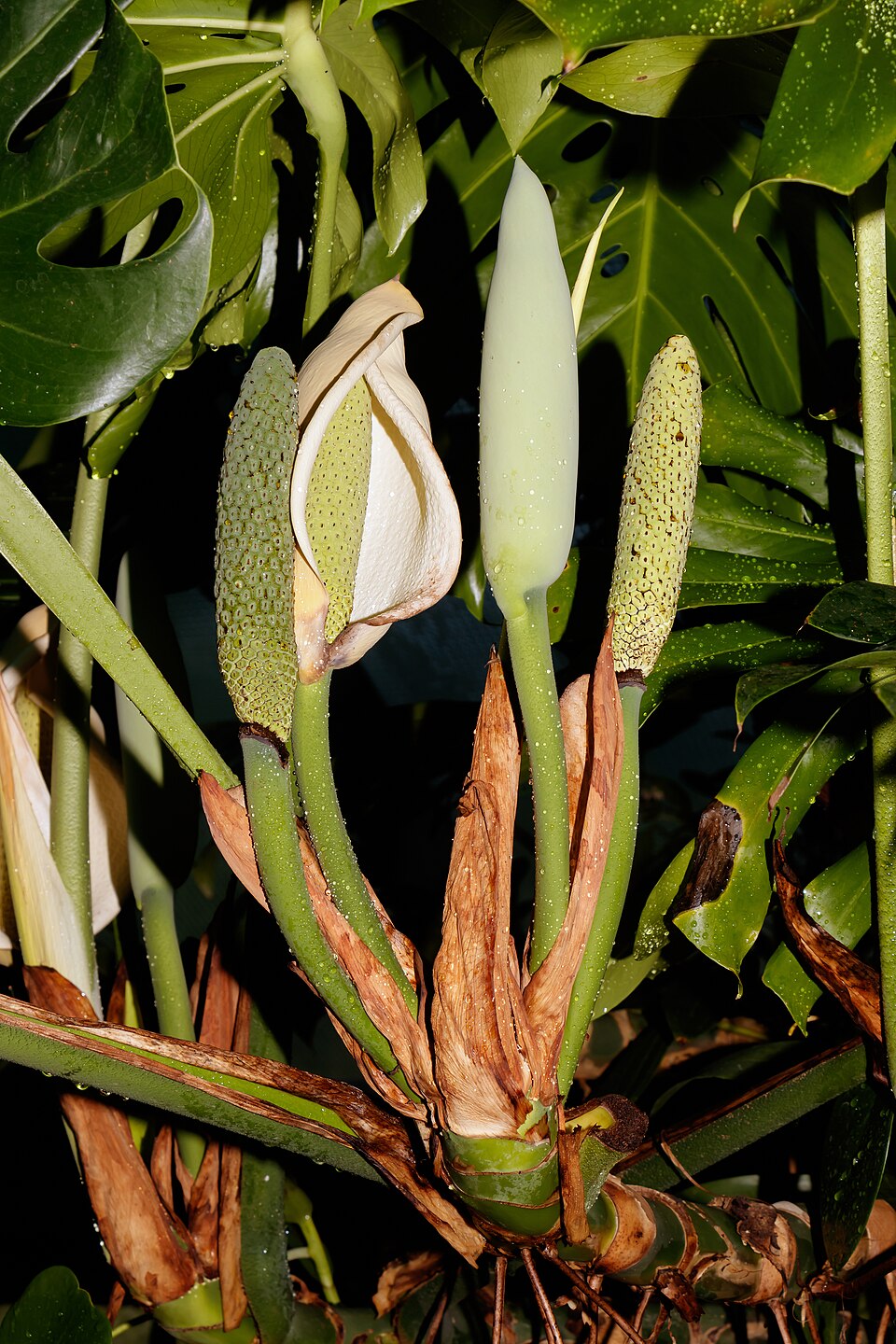 A monstera deliciosa with split leaves