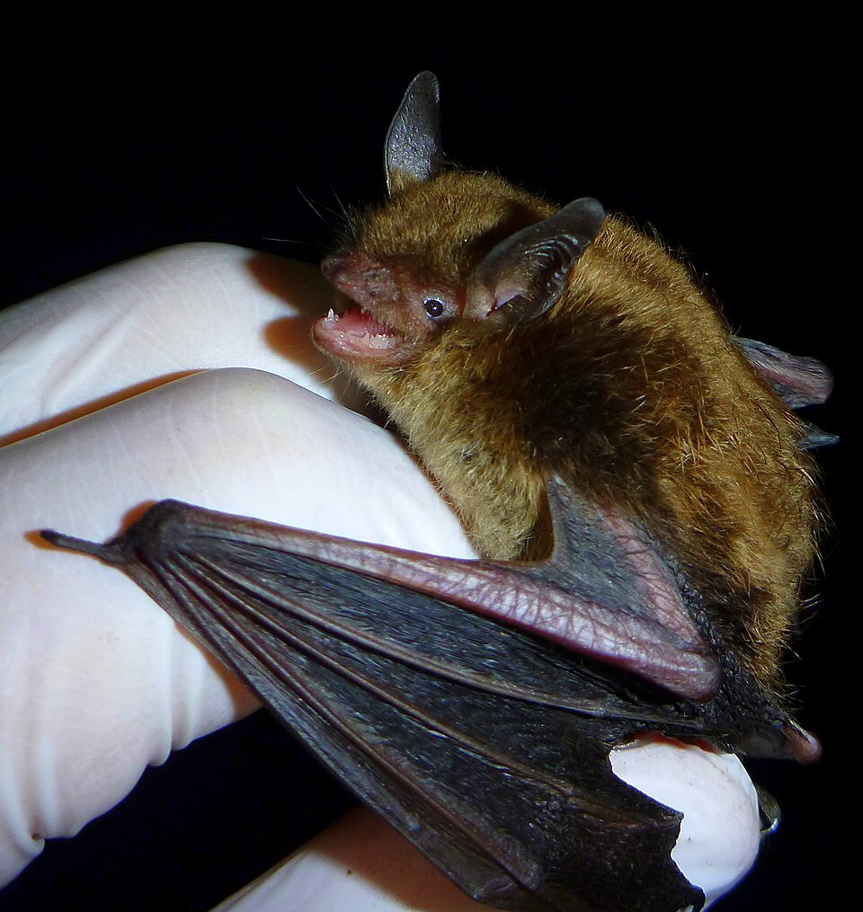 Kleine Braune Fledermaus bei einer Untersuchung