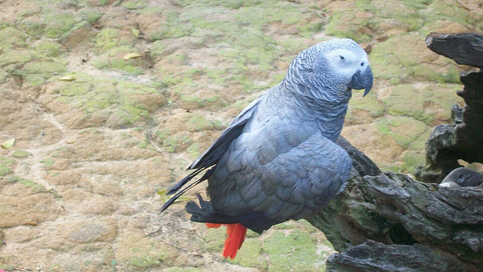 A grey parrot perched