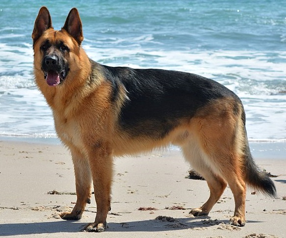 Berger allemand de profil
