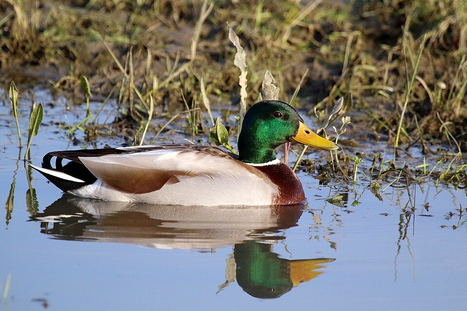 A mallard drake on water