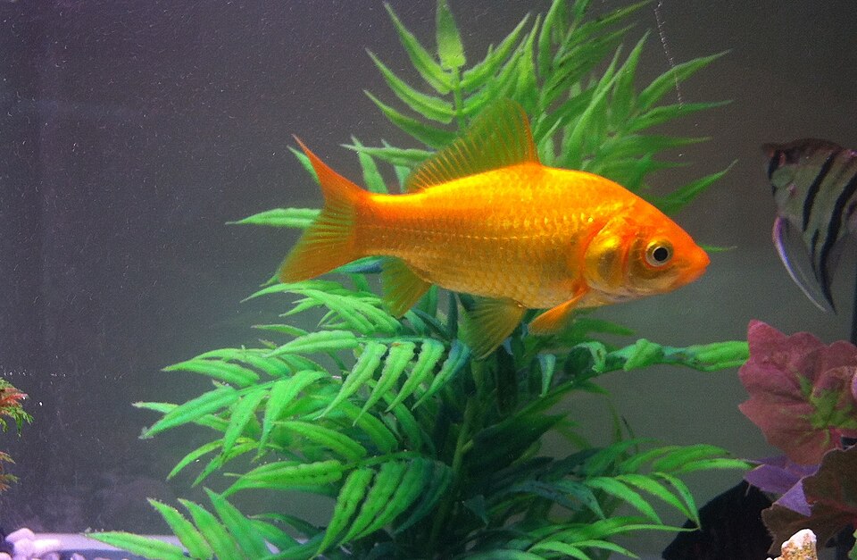 A goldfish in an aquarium