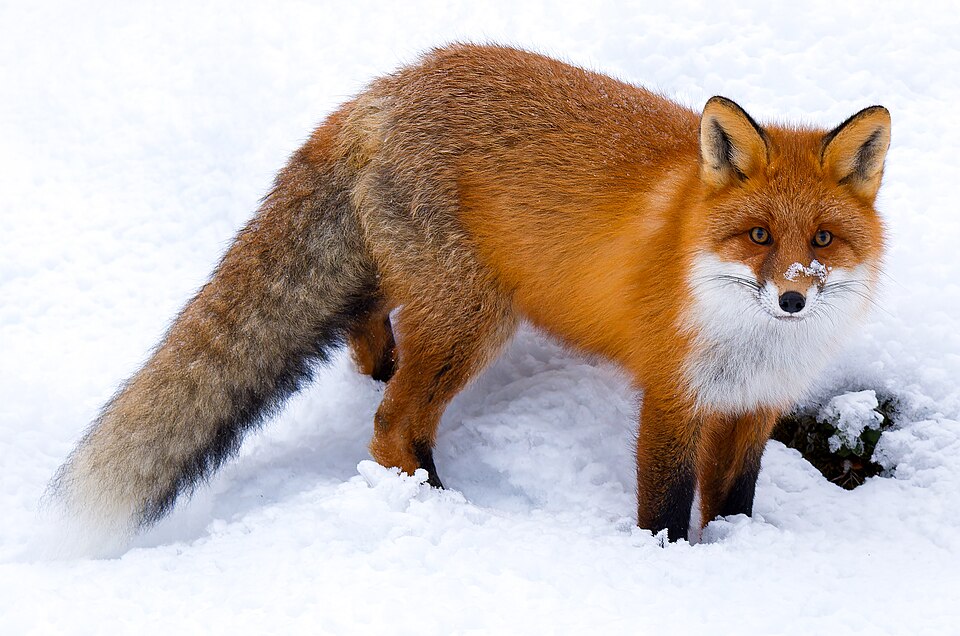 A red fox portrait in northern forest
