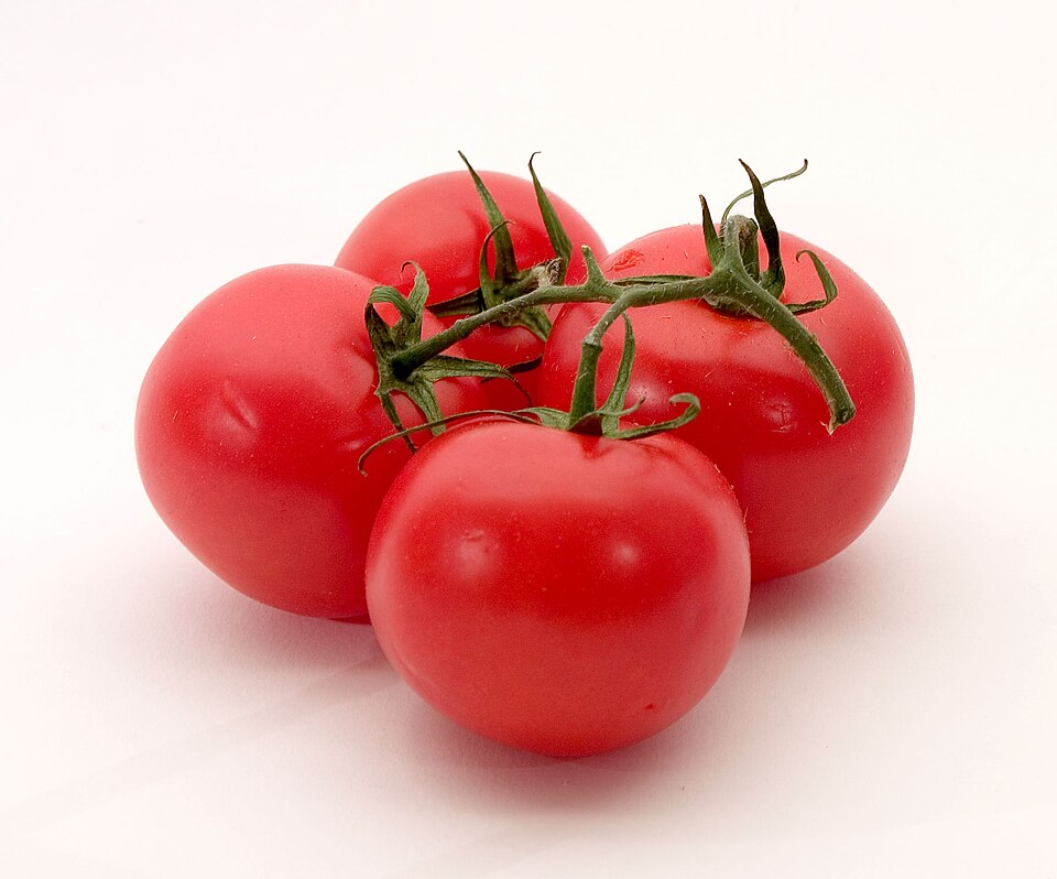 Tomates maduros no pé