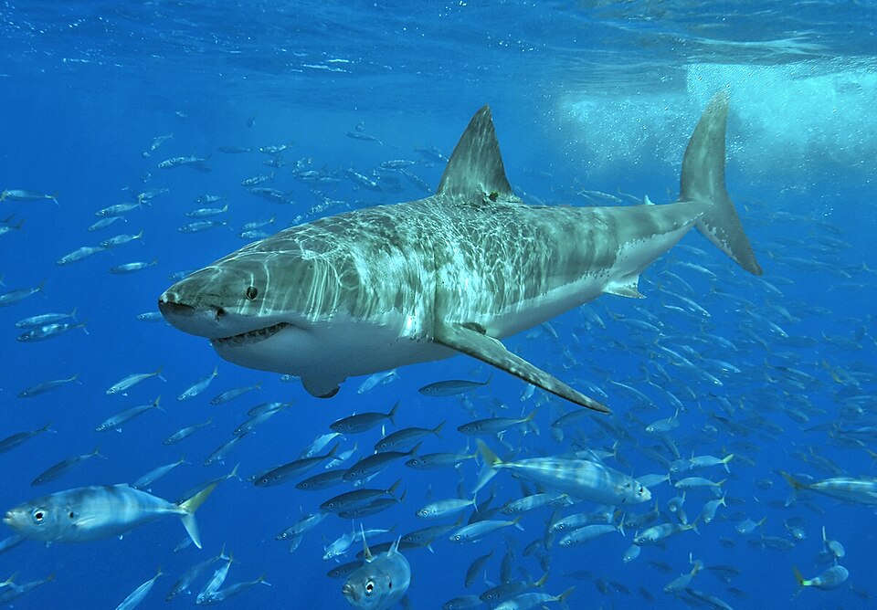 A white shark swimming near the surface