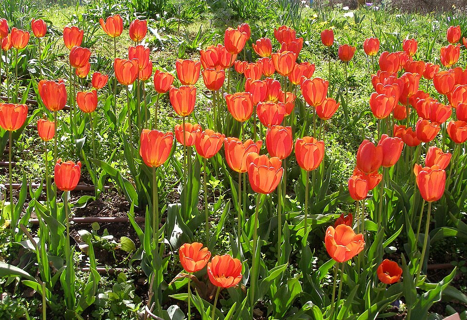 Tulips in flower