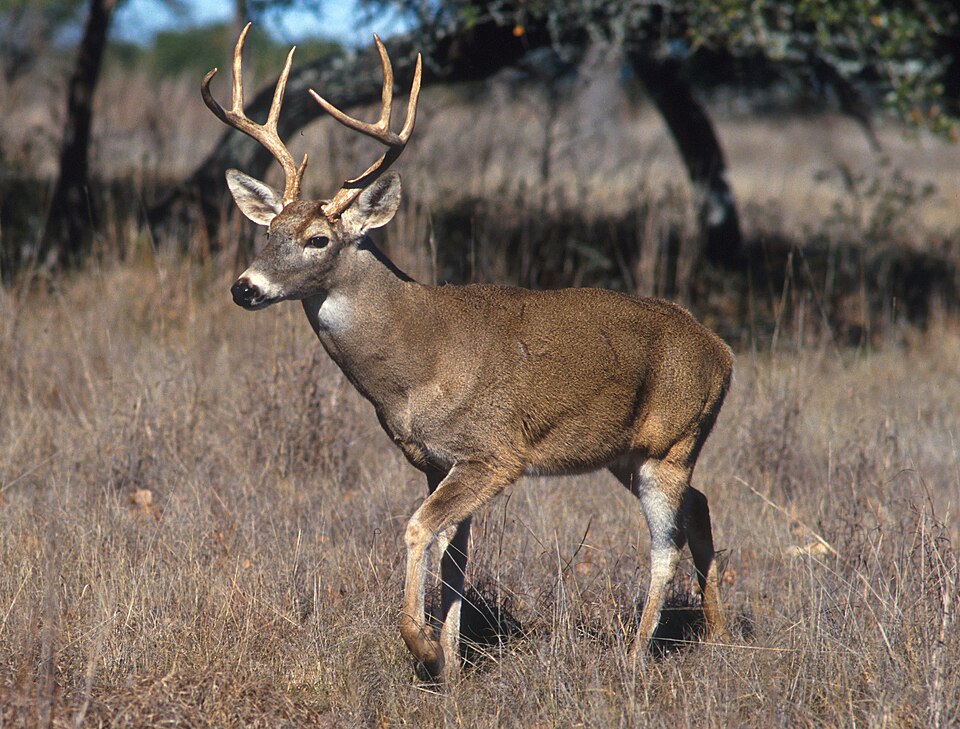 A white-tailed deer standing in vegetation